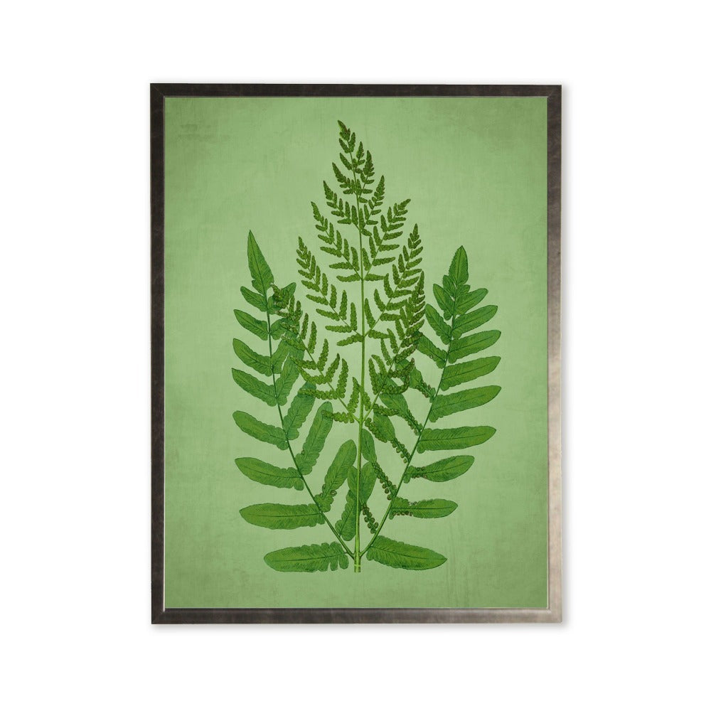 Fern in Silver Frame