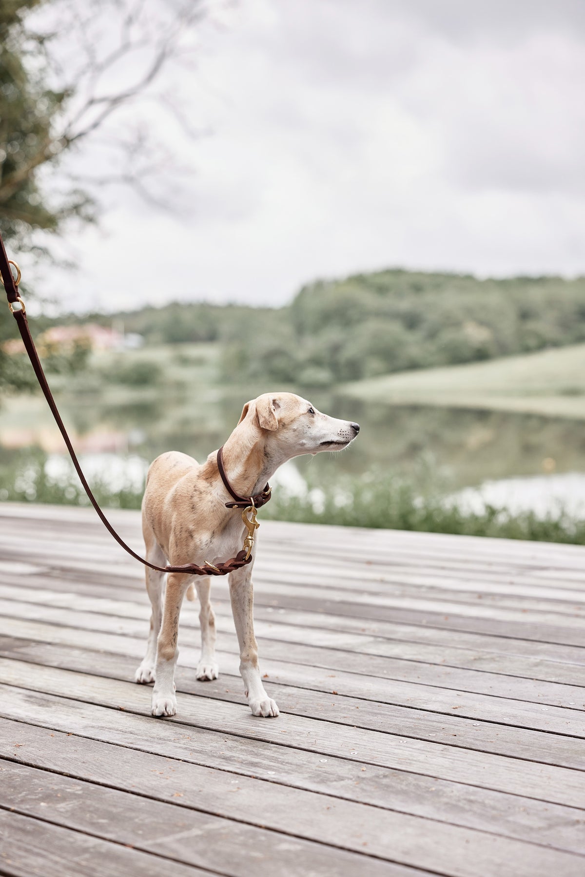 Robin Dog Leash Choko 4