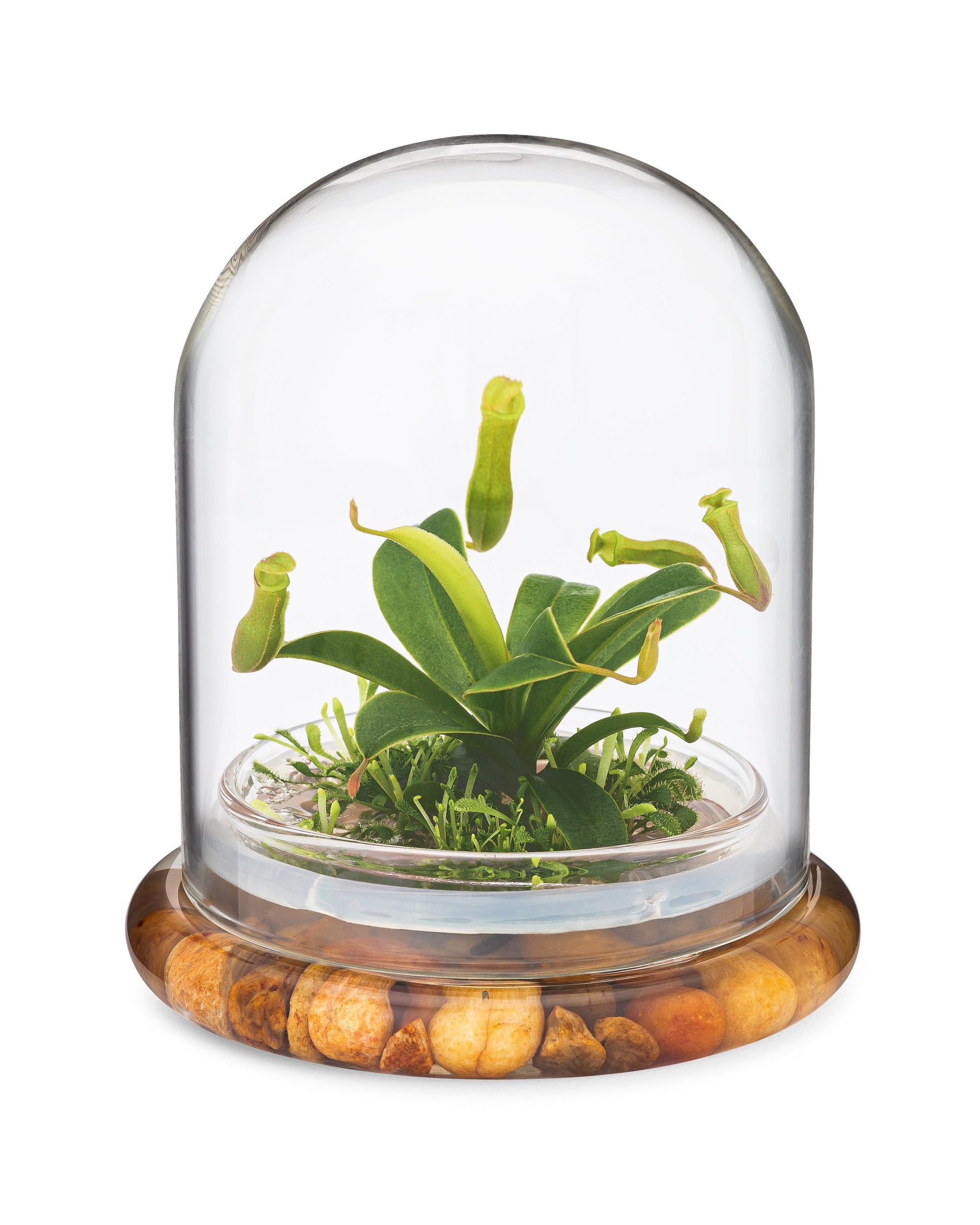 Live Pitcher Plant Terrarium, Nepenthes Tobaica with Moss, Must-have Home Décor - Orchid Gene
