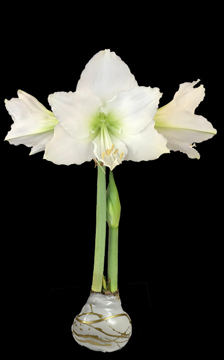 White Flower Gold Lacquer Splatter Base With 36+18 Bulbs