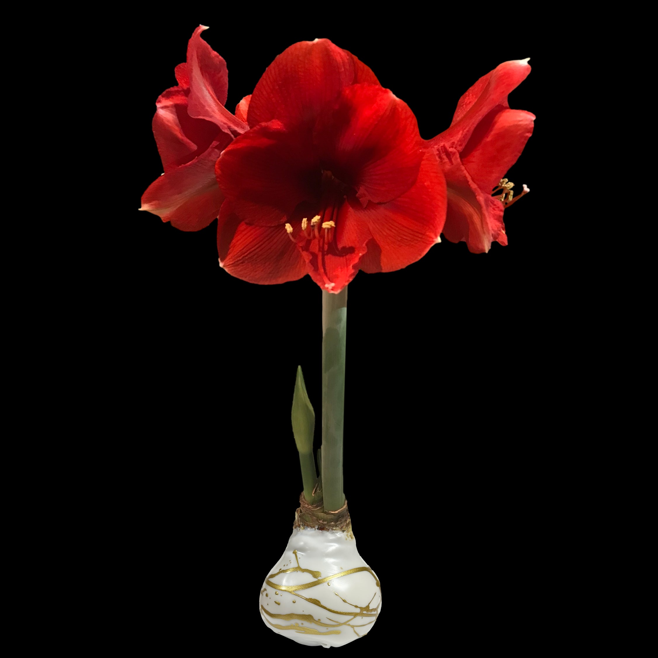 Red Flower Wax Gold Lacquer Splatter Base 36+ 18 Bulbs