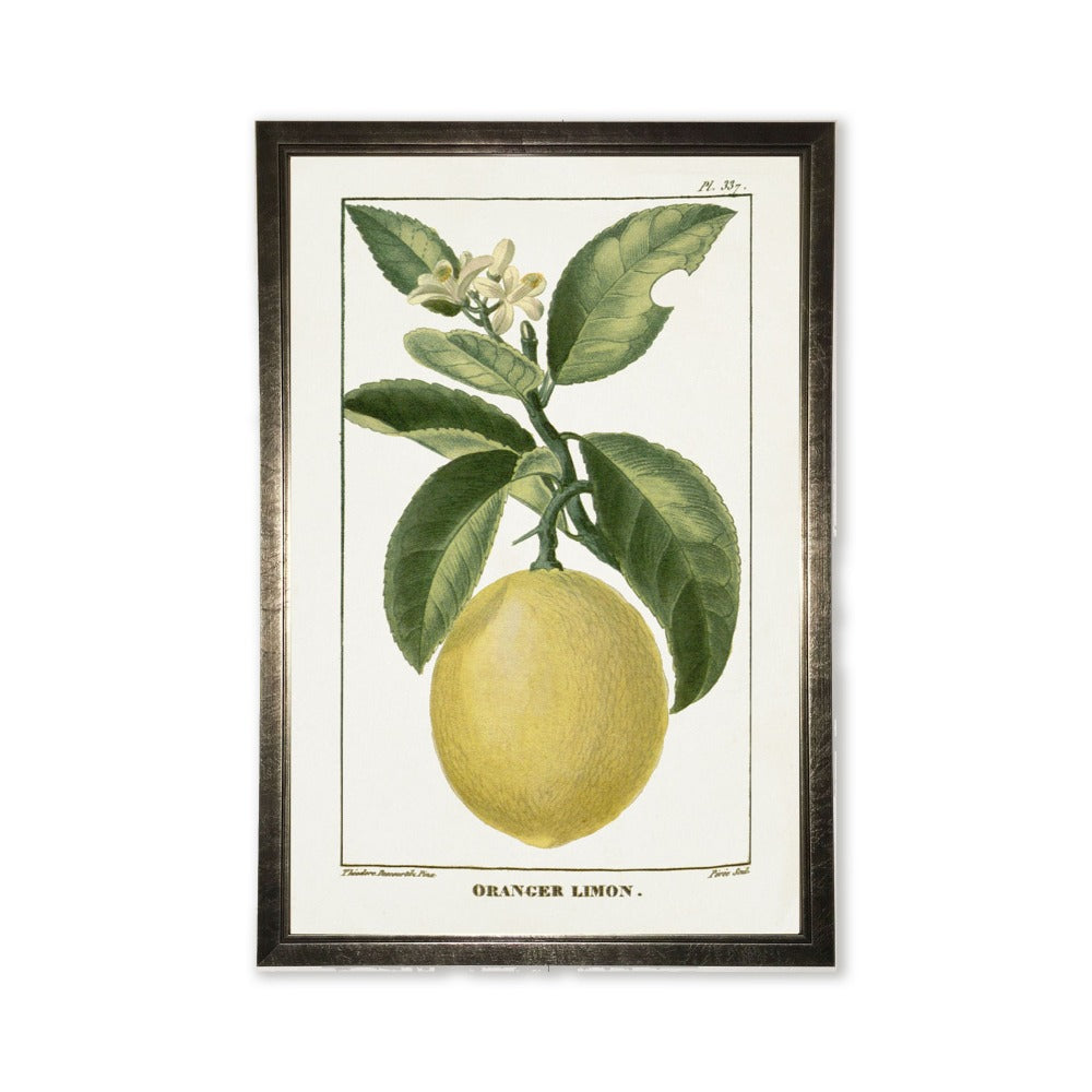 Lemon Plant in Silver Frame