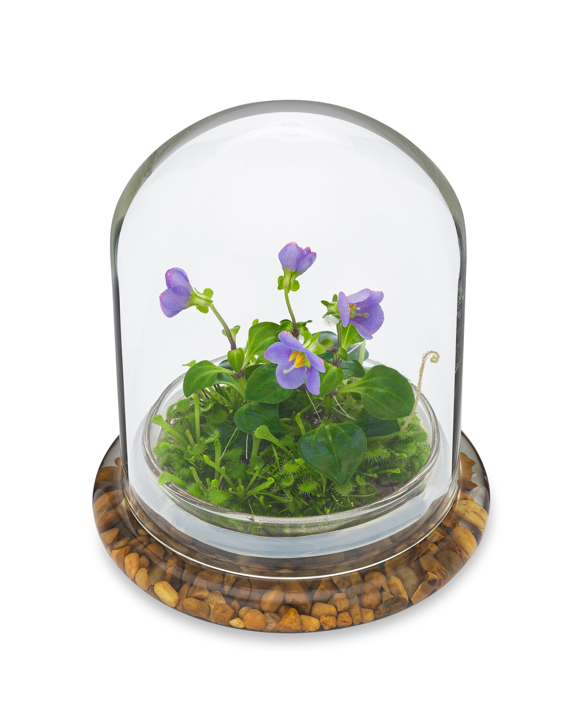 Persian Violet (Exacum Affine) with Sundew Moss, All Season Flowering, Dome Glass - Orchid Gene