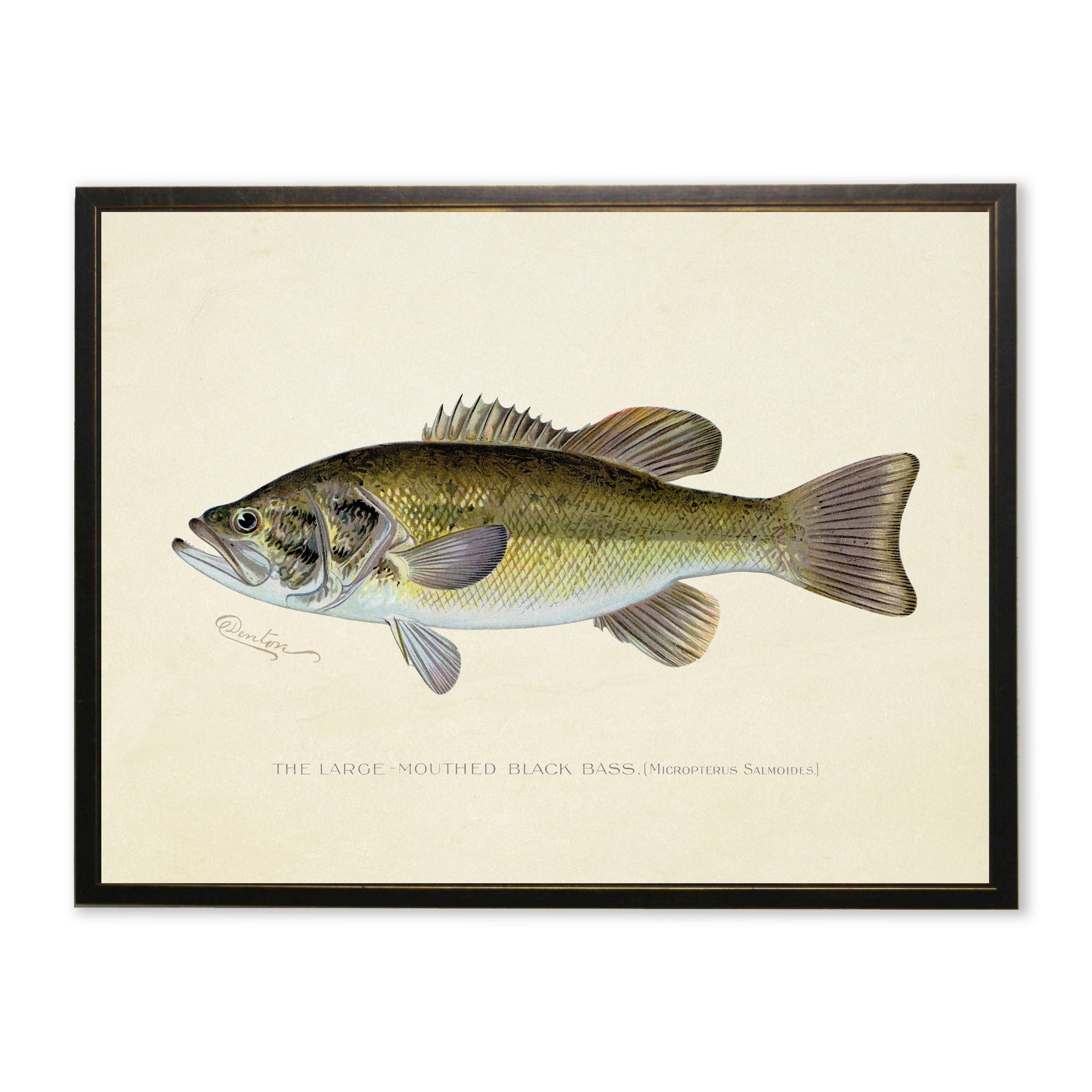 Large-Mouthed Black Bass Print in Copper and Black Frame