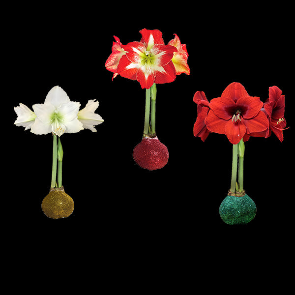 Mixed Case Glitter Bulbs 36+ 18/Case