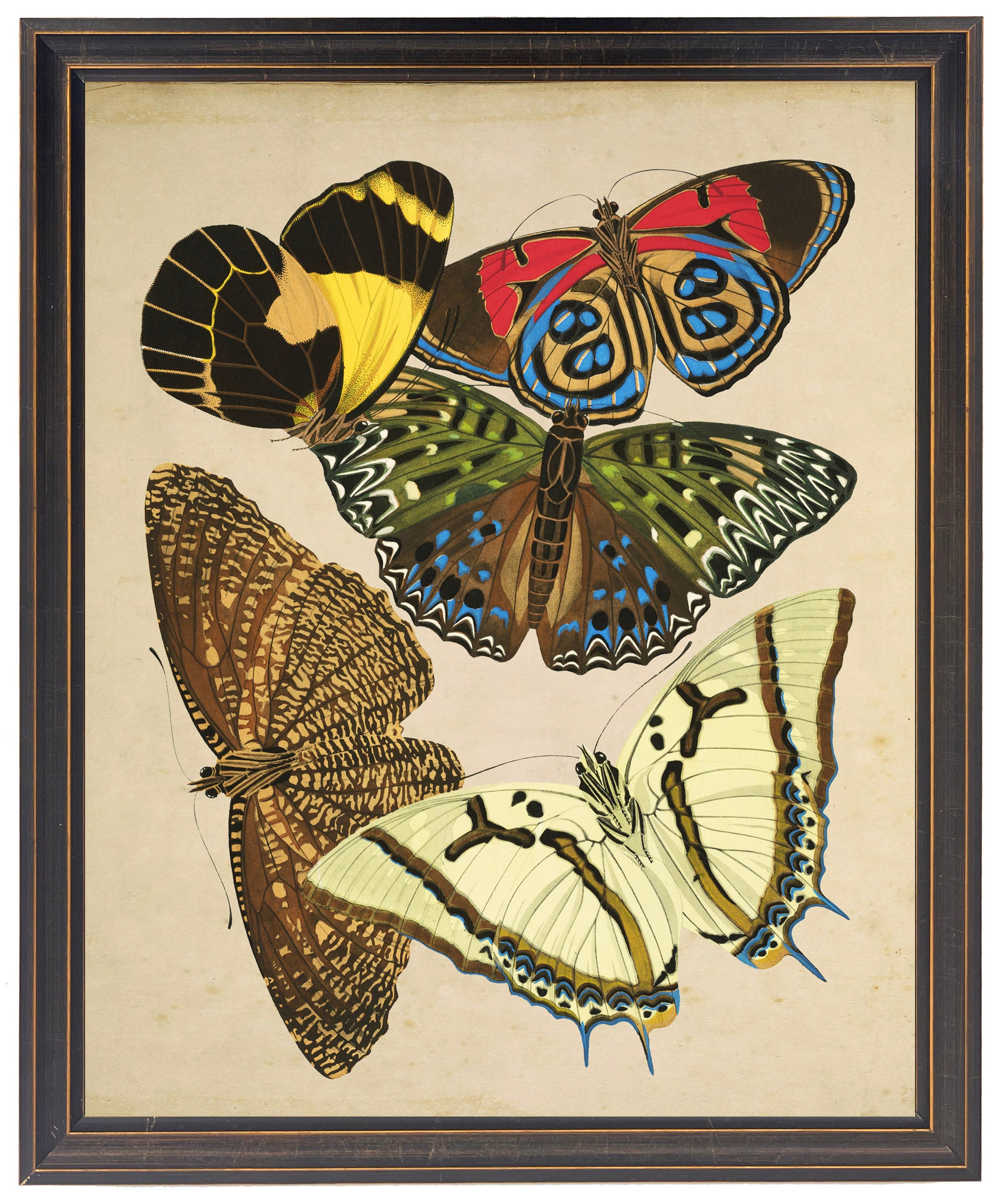 Multicolored Butterflies in Black and Gold Frame