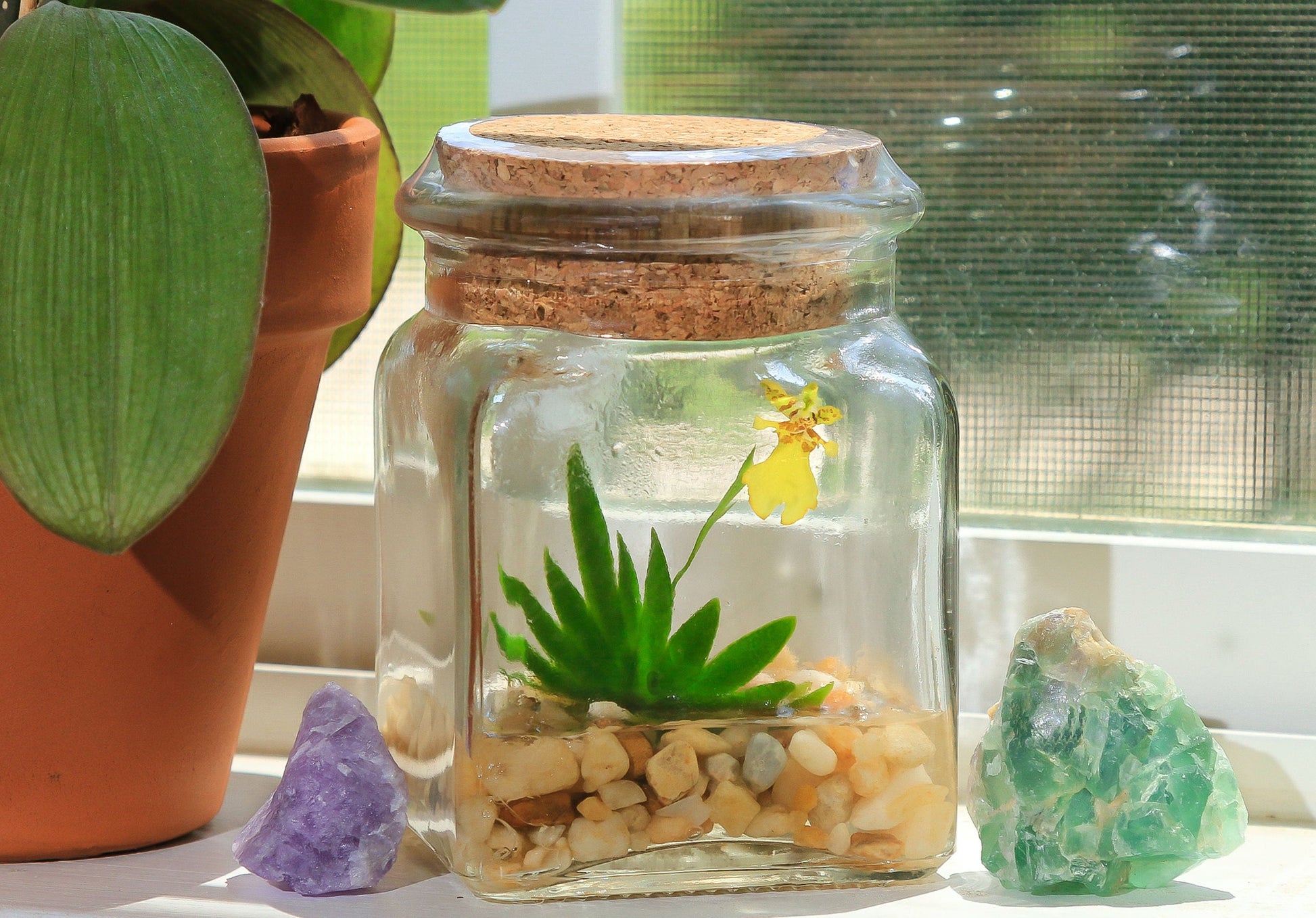 Orchid Terrarium-Miniature orchid/Glass Terrarium/Indoor Garden/Office desk/Live plants/Gift for Her/Wedding Favor/Bridesmaid/Anniversary - Orchid Gene