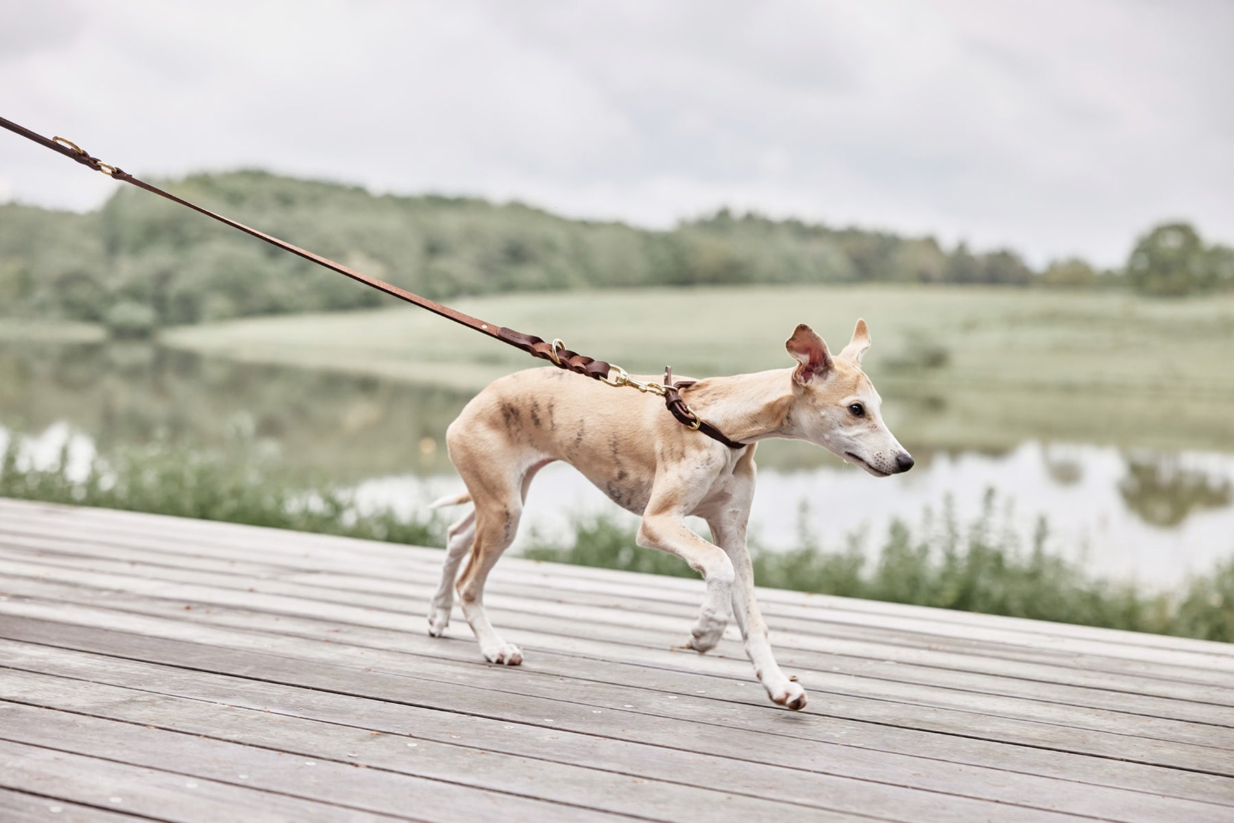 Robin Dog Leash Choko 3