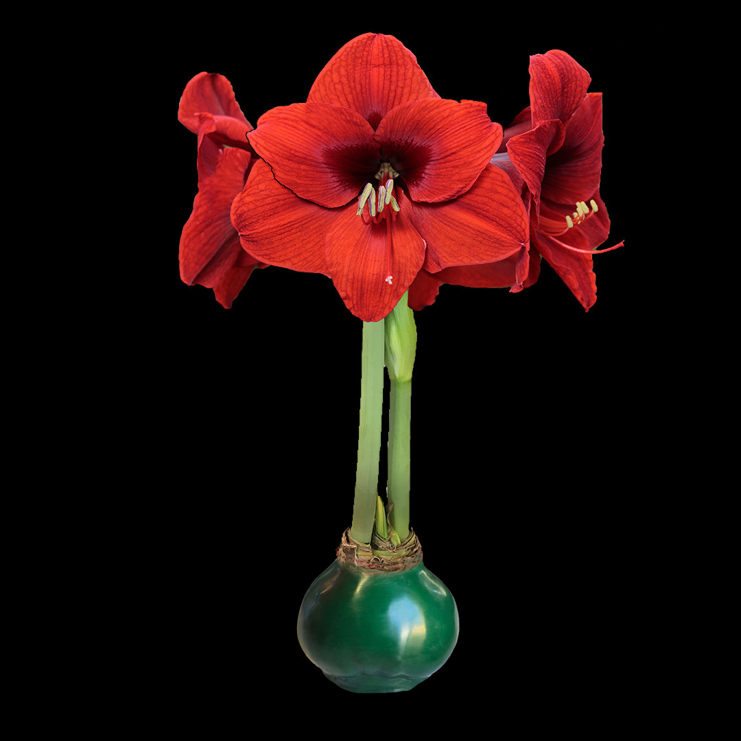 Red Flower Green Wax Base 36+ 18 Bulbs/Case
