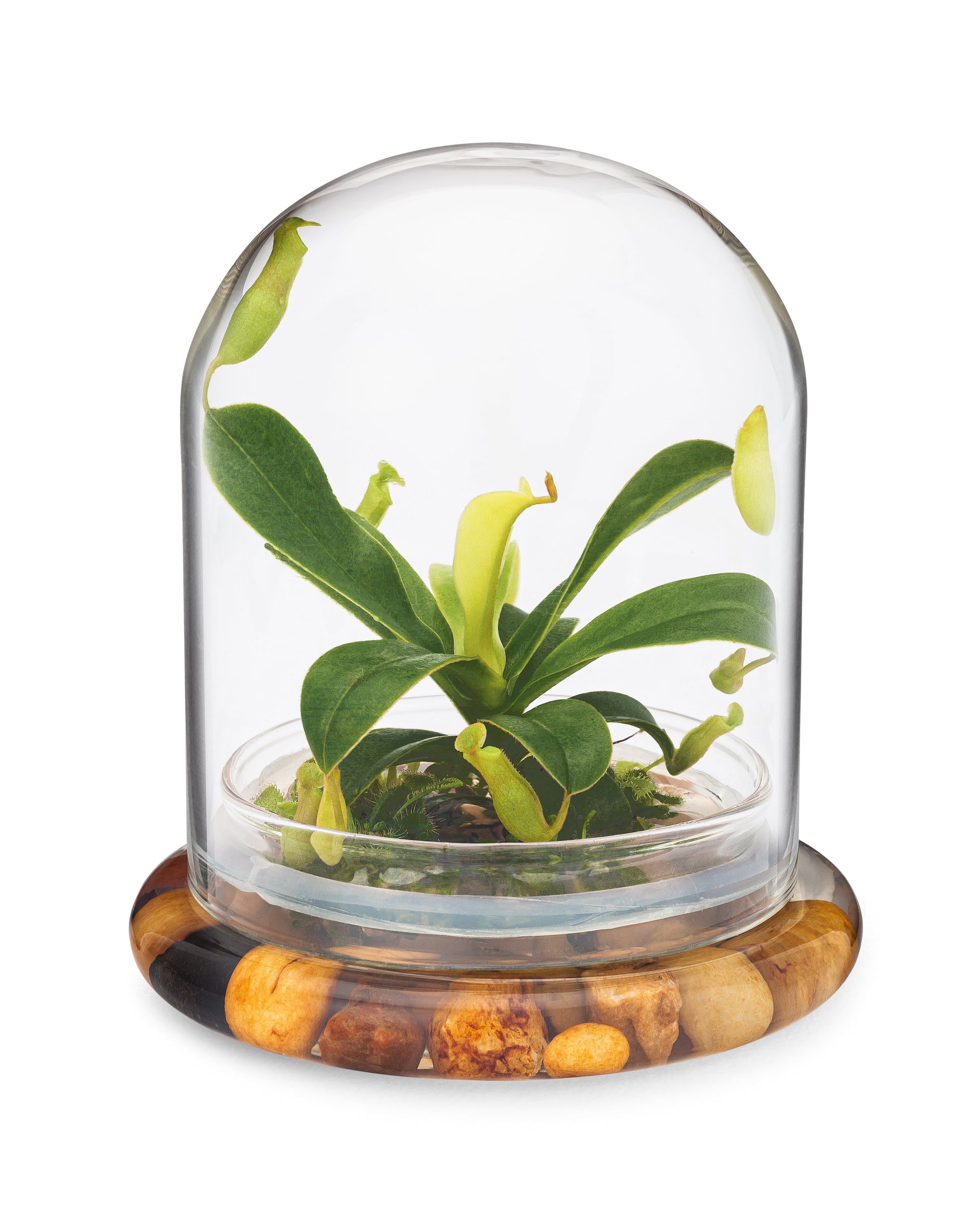 Live Pitcher Plant Terrarium, Nepenthes Tobaica with Moss, Must-have Home Décor - Orchid Gene