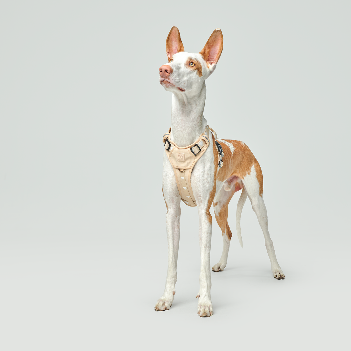 The NoMad Adjustable Luxe Harness - Icon