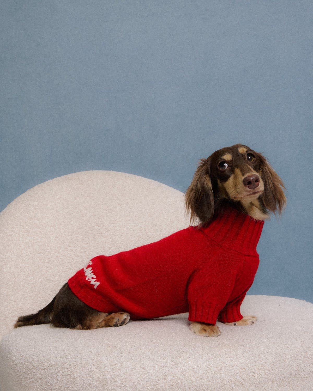 Dachshund dog wearing red merino knitwear
