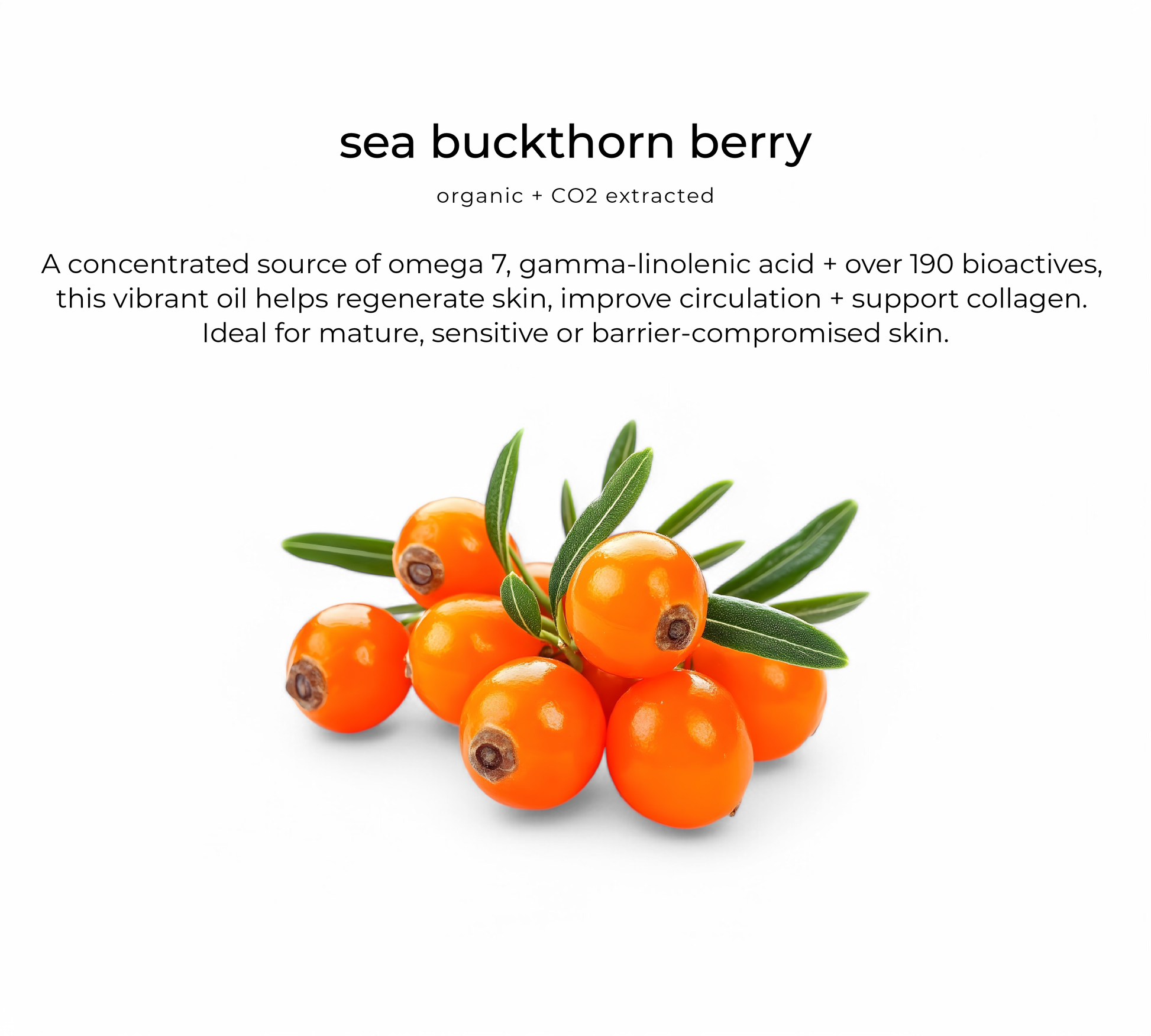 Sea buckthorn berry — key ingredient in Naked daycream