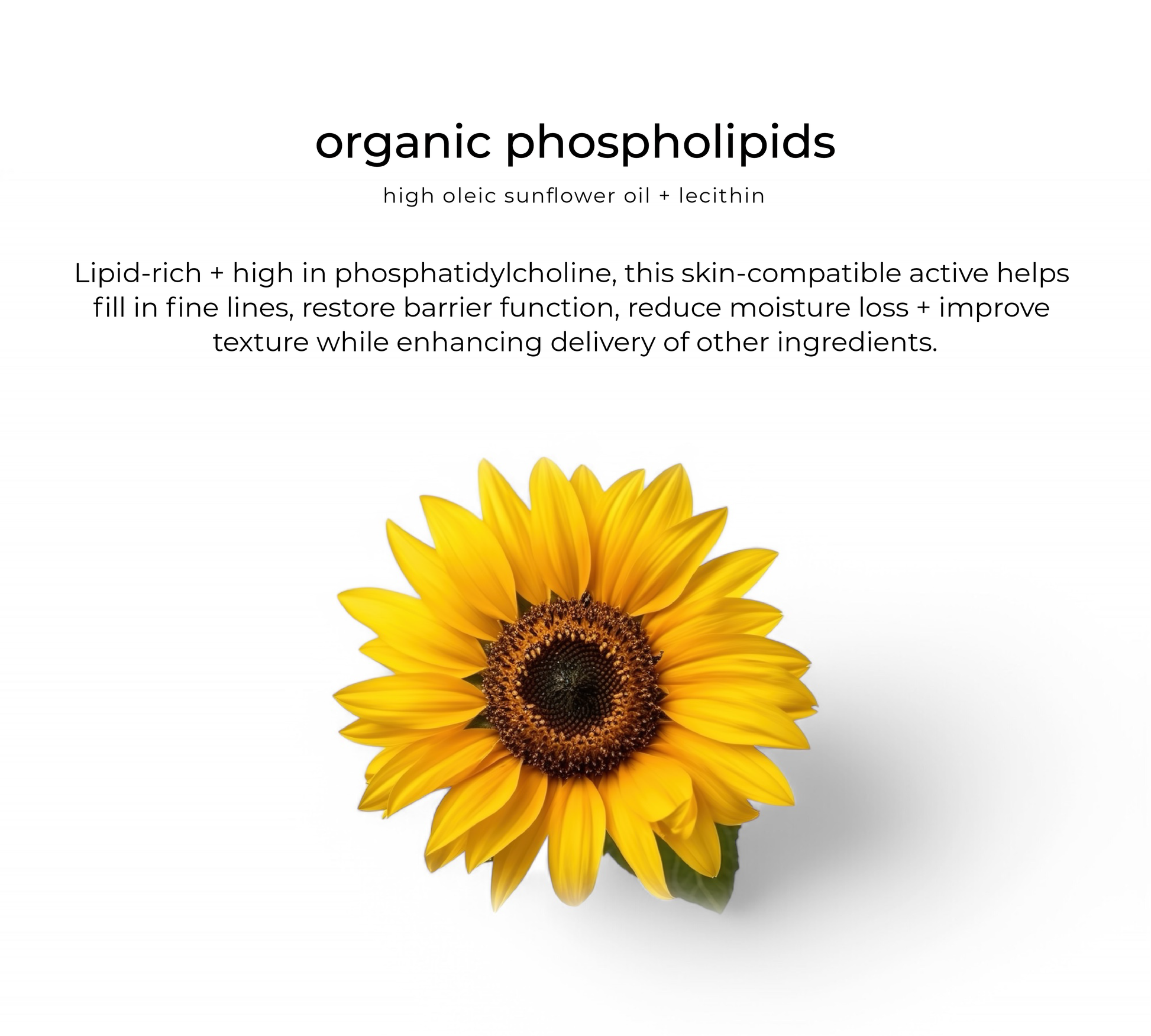 Sunflower lecithin — key skincare ingredient